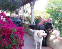In The Garden