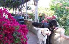 In The Garden