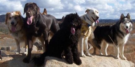 Rock Dogs